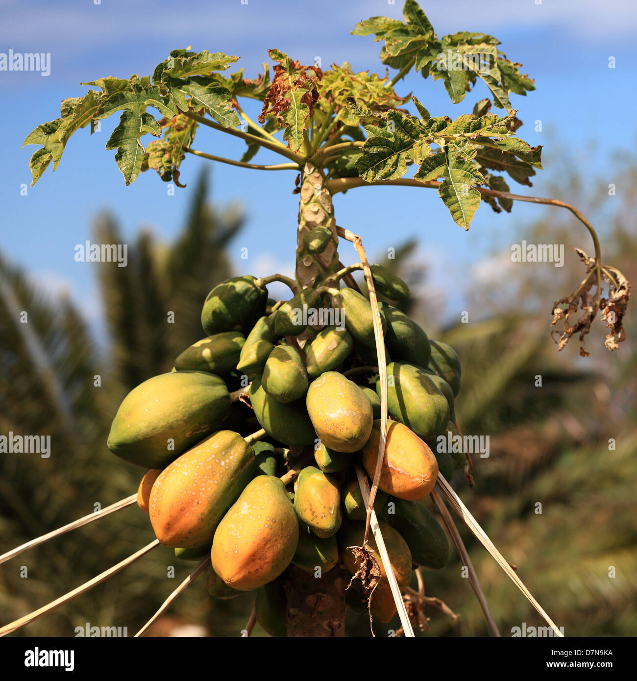Papayabaum mit vielen Reife und Reife Papayas. Foto von Teneriffa, Kanarische Inseln, Spanien. Stockfoto