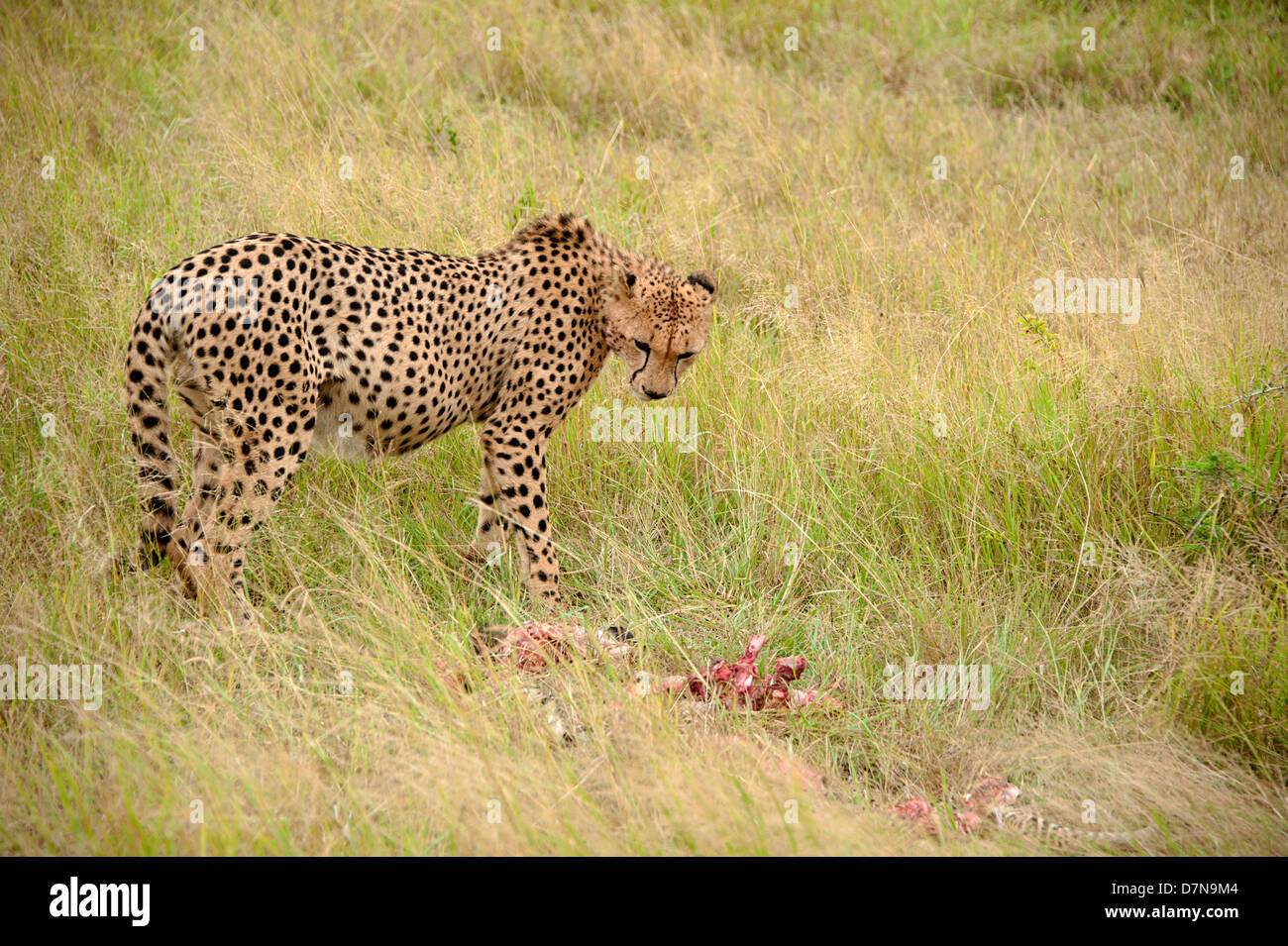 Gepard mit den Resten seiner Beute.  Thanda Game Reserve, Südafrika. Stockfoto