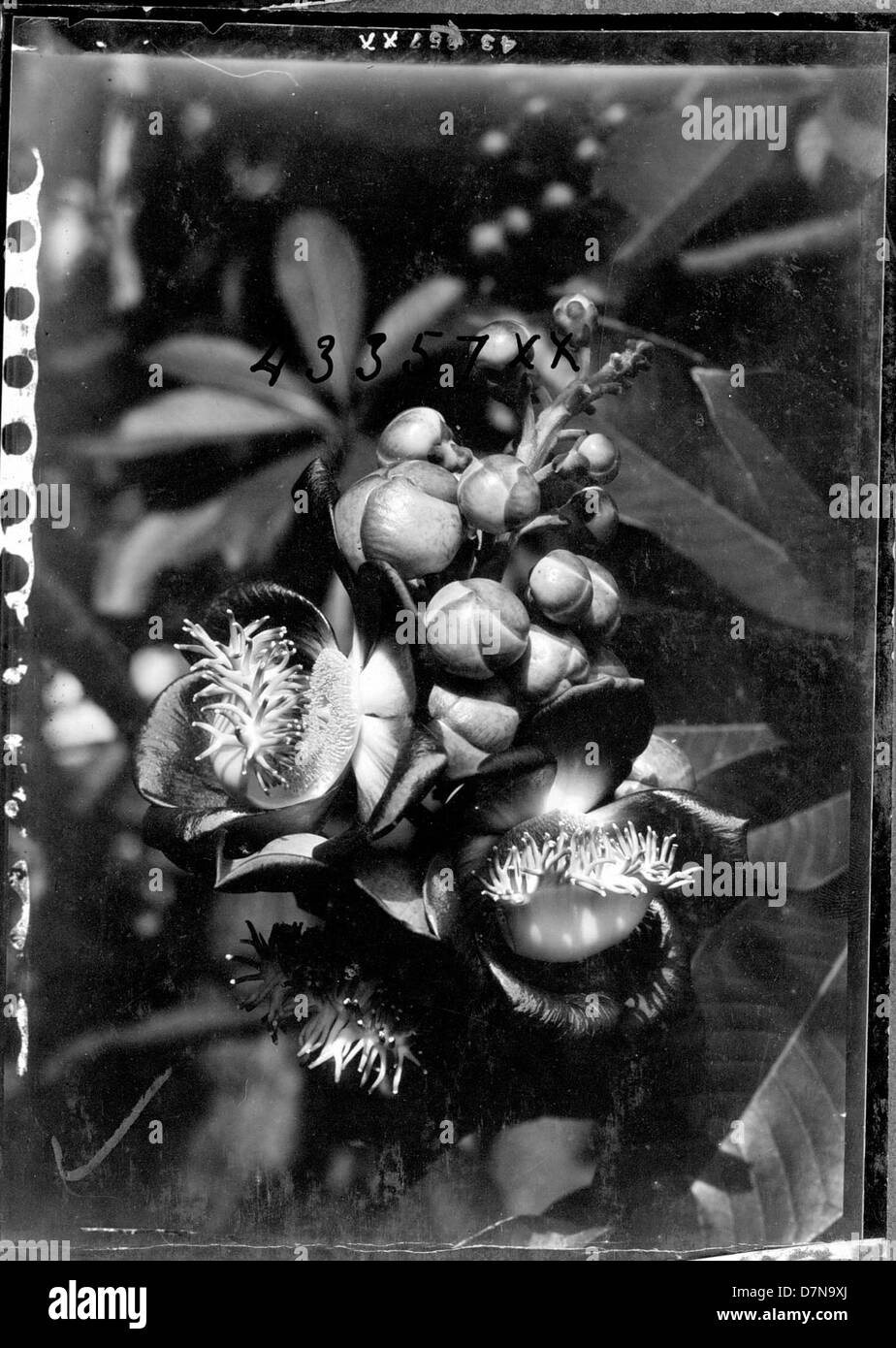 Der Cannonball Tree, Couroupita guianensis, fotografiert 1922 während der Stanley Field Expedition nach Britisch-Guayana. Das Exemplar ist Teil einer bedeutenden botanischen Sammlung, die die Artenvielfalt Südamerikas hervorhebt. Stockfoto