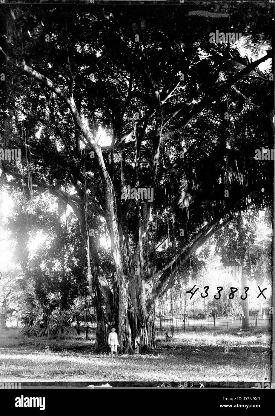 Dieses Foto aus dem Jahr 1922 zeigt einen Feigenbaum, bekannt als Benjamin's Feigenbaum, der sich in Britisch-Guayana befindet. Das Bild ist Teil einer Sammlung von Exemplaren der Stanley Field Expedition in Südamerika. Stockfoto