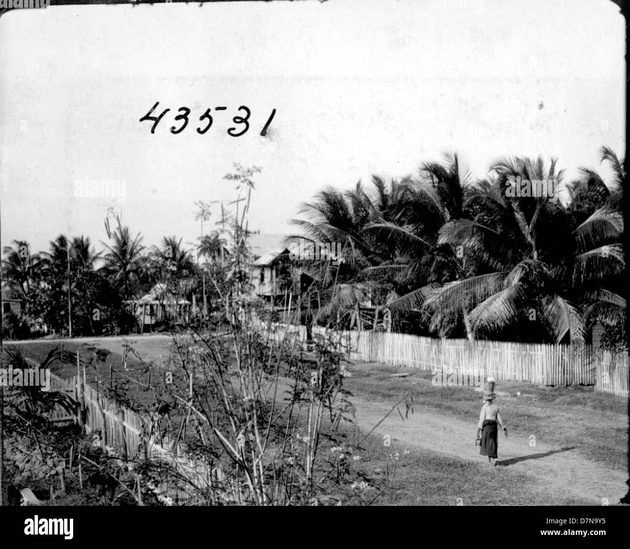 Eine Frau, die 1922 auf einer von Palmen gesäumten Straße in Britisch-Guayana entlang der Stanley Field Expedition ging, die von Bror E. Dahlgren und John R. Millar geleitet wurde. Die Expedition konzentrierte sich auf das Sammeln von Pflanzenproben in Südamerika, insbesondere Palmenarten aus der Region. Stockfoto