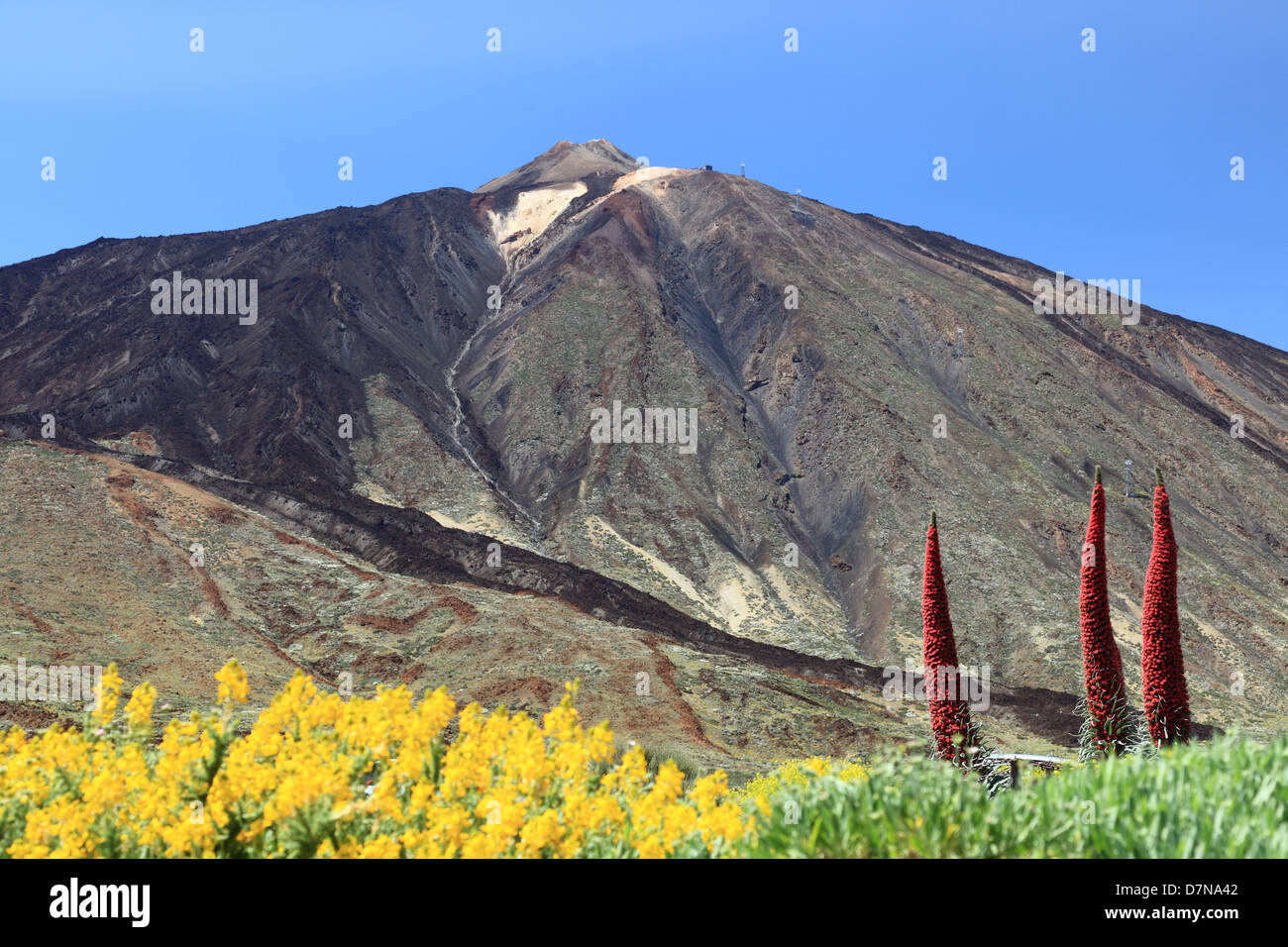 Teneriffa-Berg, Vulkan Mount Teide Pico del Teide und Blumen Landschaft zeigt. Kanarische Inseln, Spanien. Stockfoto