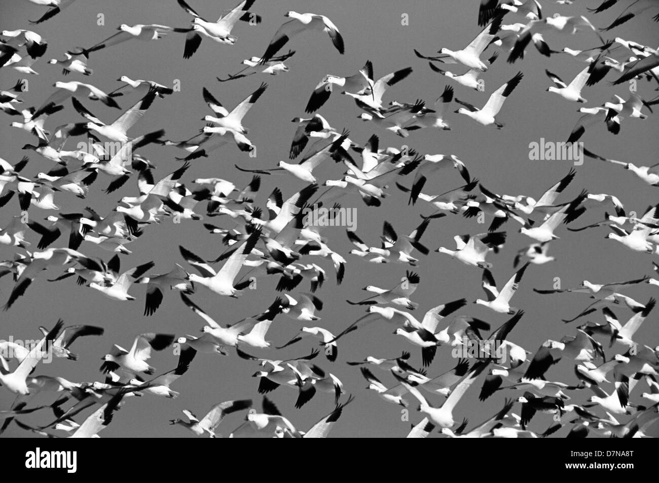 USA, New Mexico, Bosque Del Apache National Wildlife Rescue, Schneegänse im Flug (großformatige Größen erhältlich) Stockfoto