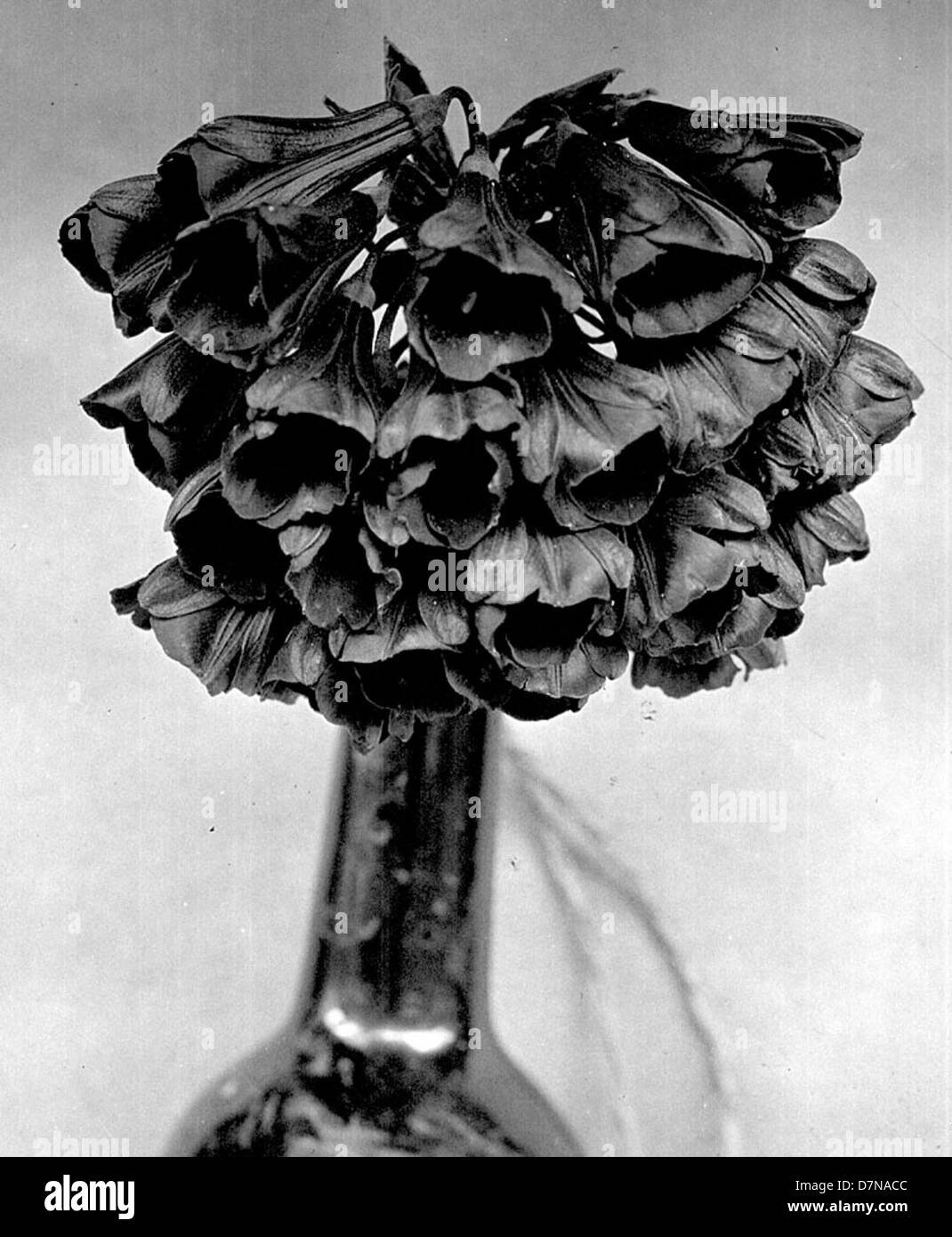 Blumenstrauß in einer Glasflasche Stockfoto