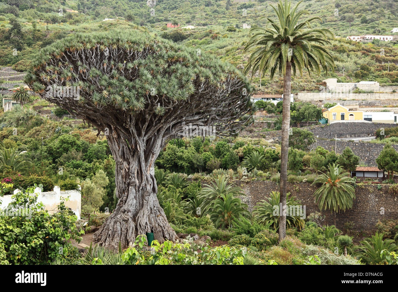 Teneriffa berühmten Drachenbaum, Dracaena Draco oder Drago in Icod de Los VInos, Teneriffa, Kanarische Inseln, Spanien. Stockfoto