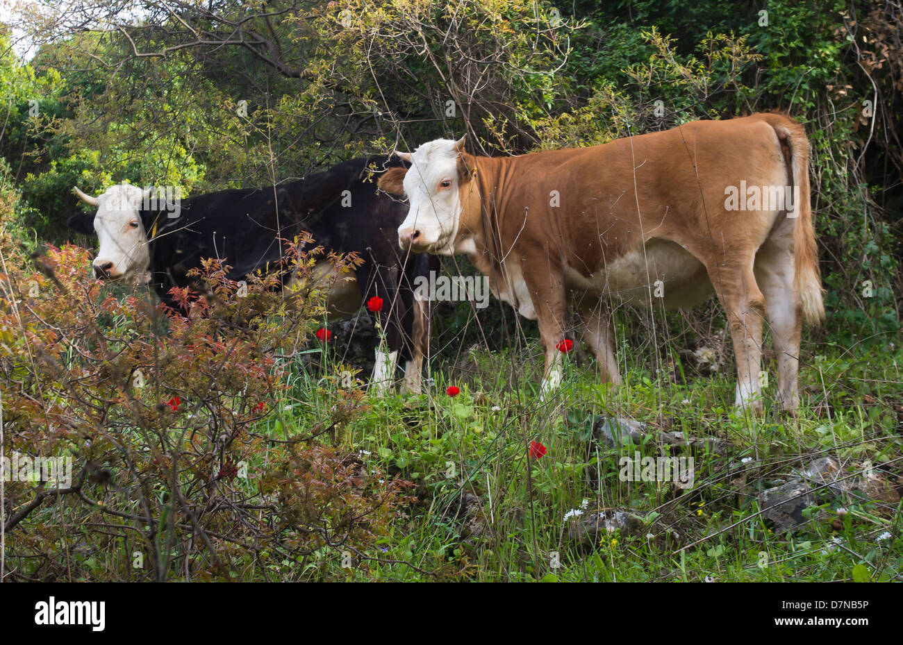 Kühe auf einem Spaziergang im Wald Stockfoto