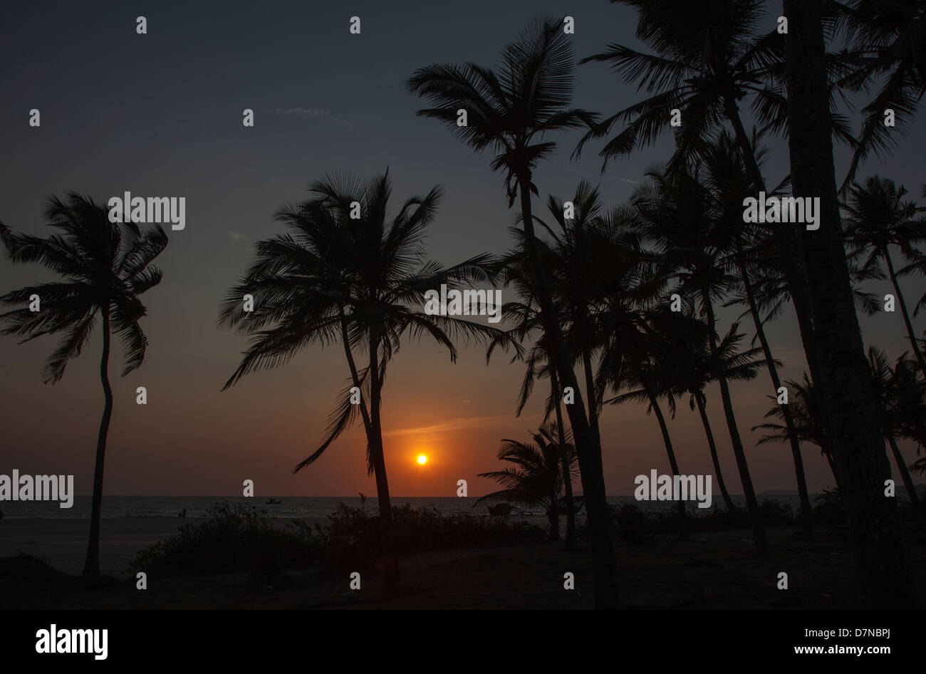 Ein Sonnenuntergang über das Arabische Meer, Arossim Beach, Goa, Südindien durch Palmen gesehen. Stockfoto