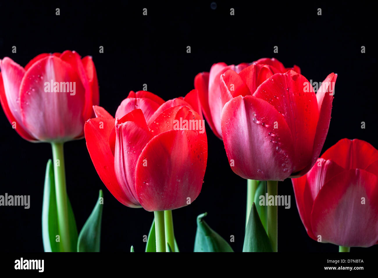 Die Tulpe ist eine mehrjährige, knolligen Pflanze mit auffälligen Blüten der Gattung Tulipa Stockfoto