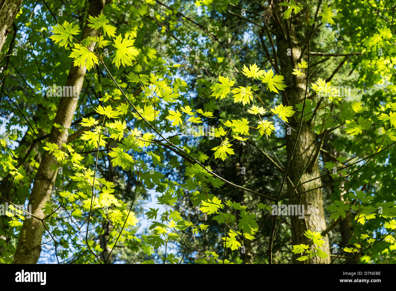 Ahornbäume, Salt Spring Island, Britisch-Kolumbien, Kanada Stockfoto