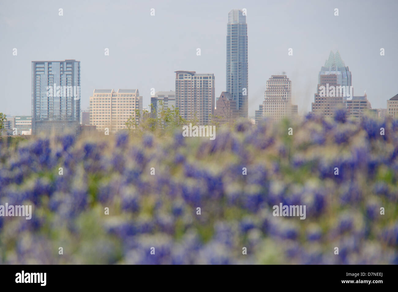 Skyline von Austin hinter einer Kulisse von Texas Bluebonnet Wildblumen Stockfoto