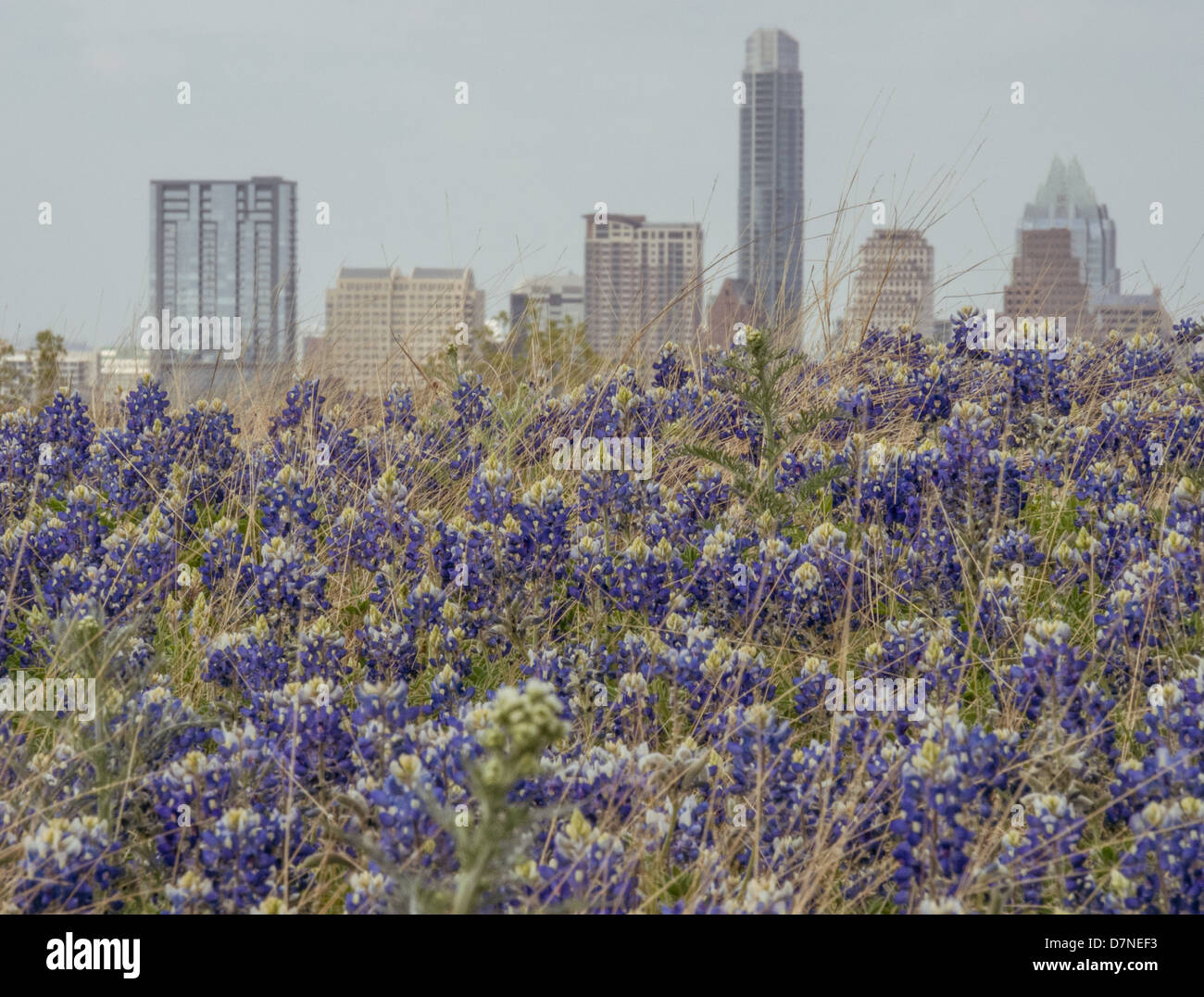 Skyline von Austin hinter einer Kulisse von Texas Bluebonnet Wildblumen Stockfoto