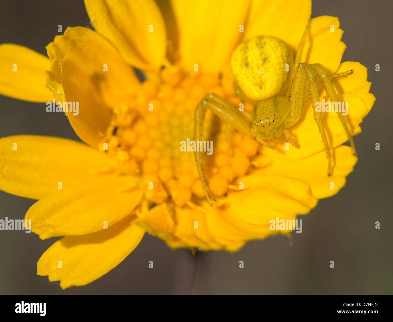 Gelbe Gartenkreuzspinne versteckt auf einem gelben Wildblumen Stockfoto