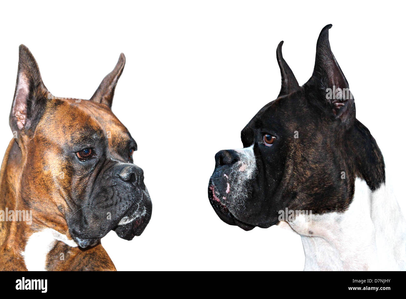 Boxer Hunde Stockfoto