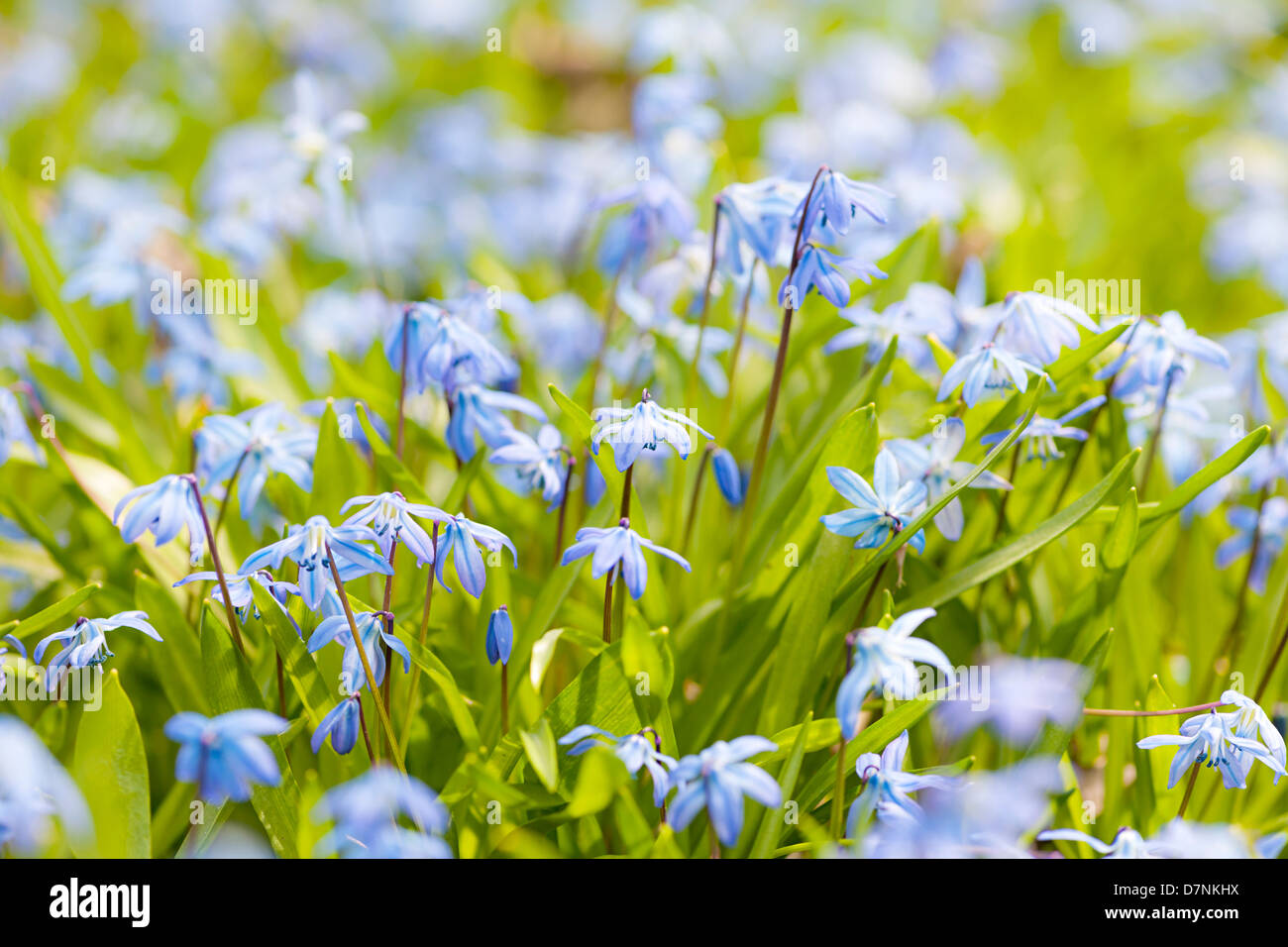 Nahaufnahme von Frühjahr Blau Blumen blühen im sonnigen Frühling Wiese glory-of-the-snow Stockfoto