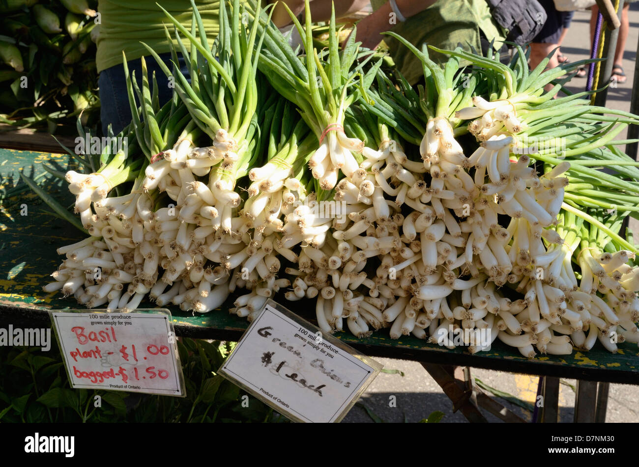 Frühlingszwiebeln auf dem Bauernmarkt Stockfoto