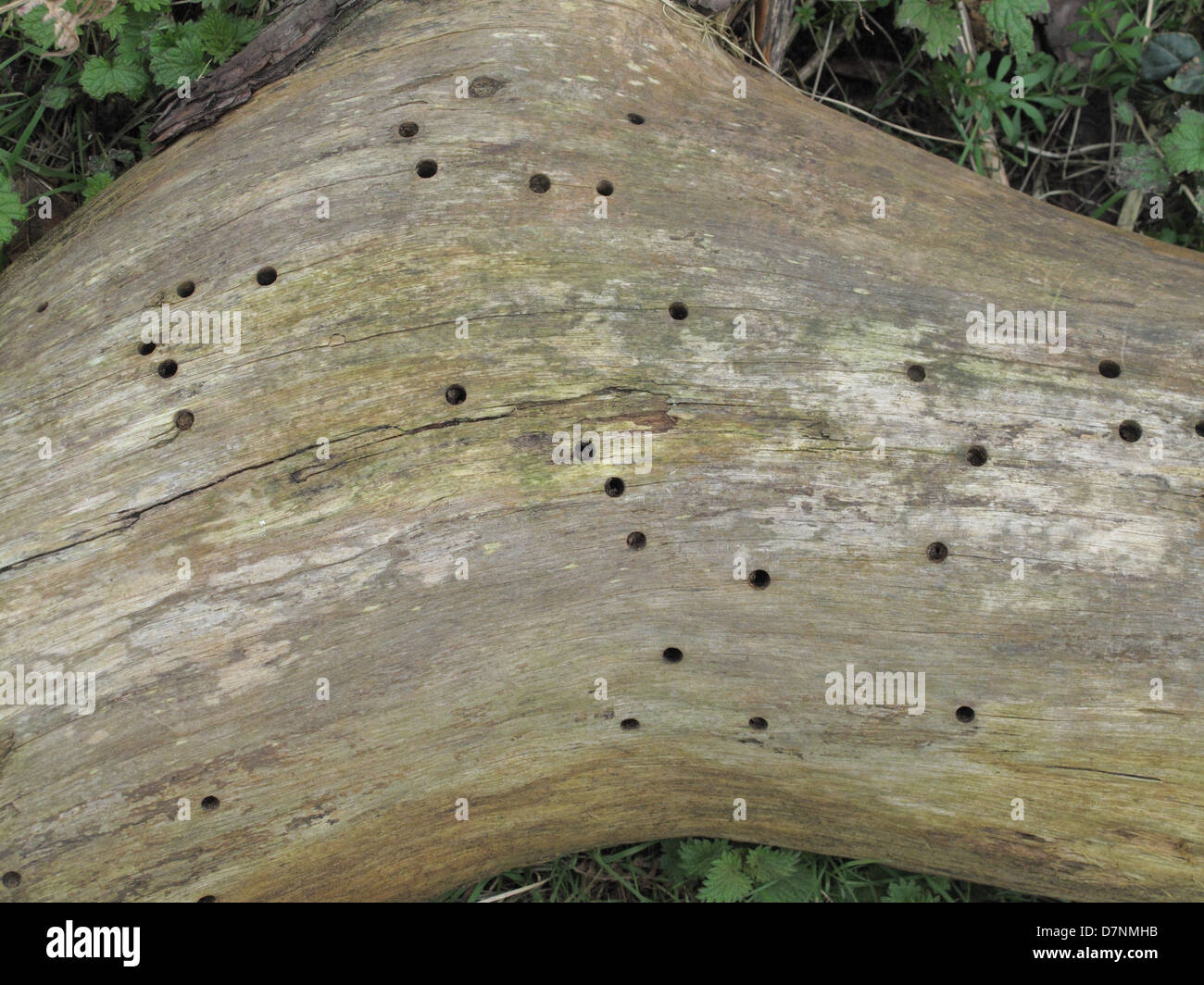 Löcher, verursacht durch eine langweilige Käferlarve in das weiche Holz Baumstamm gefallenen Schotten Kiefer Holz Stockfoto