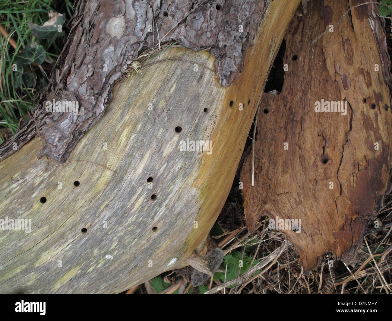 Löcher, verursacht durch eine langweilige Käferlarve in das weiche Holz Baumstamm gefallenen Schotten Kiefer Holz Stockfoto