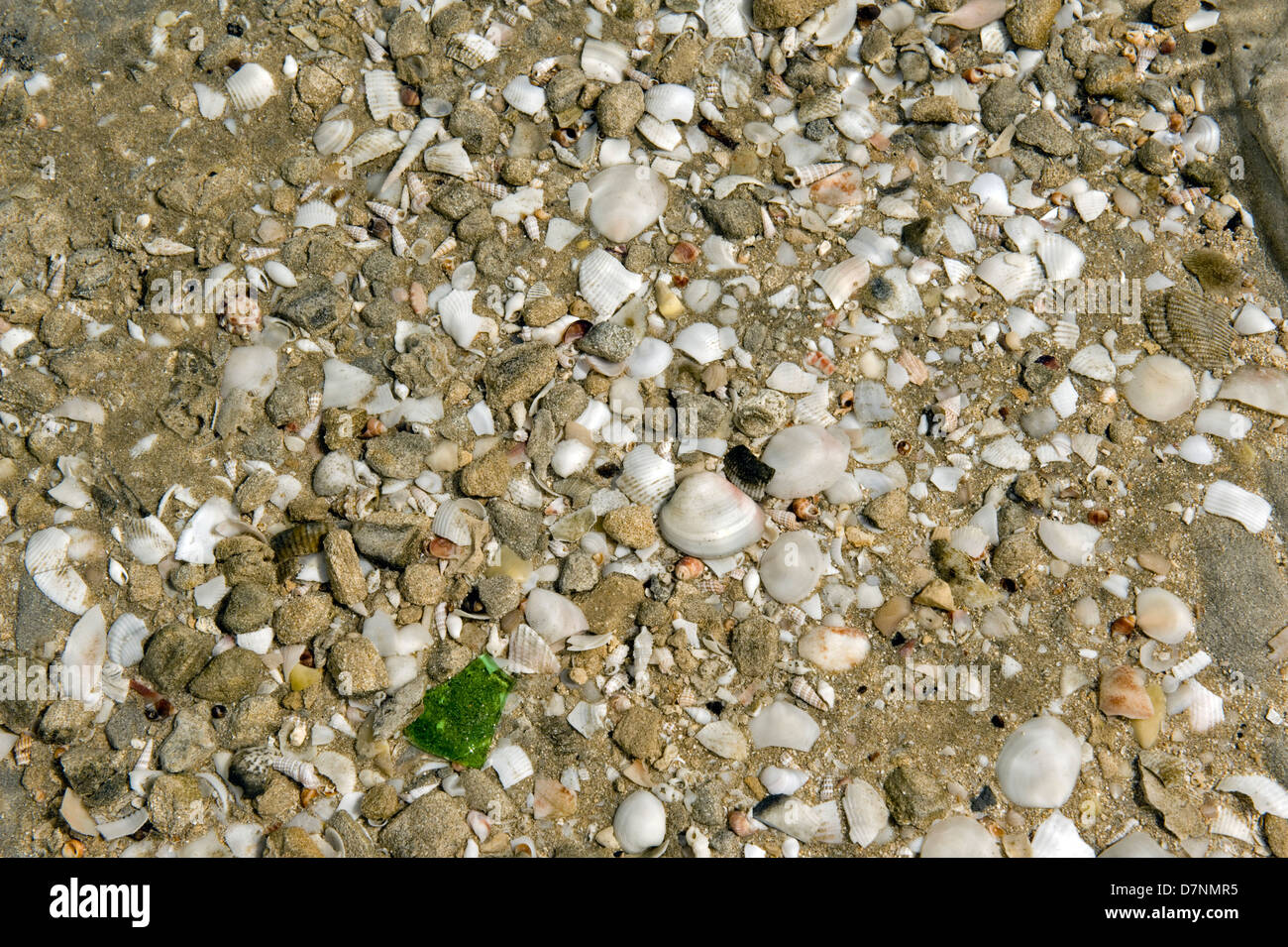 Strand mit einer größeren Anzahl von kleinen Muscheln, Abu Dhabi, Vereinigte Arabische Emirate Stockfoto