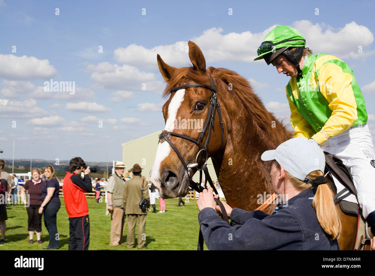 Thoroughbred Pferde Sichtstrahl Equus Ferus caballus Stockfoto