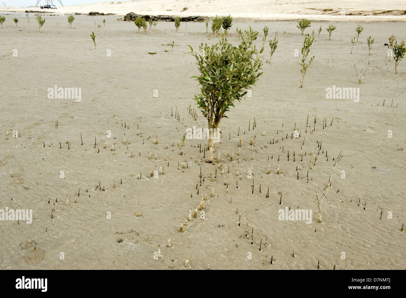 Eine junge graue Mangrove, Avicennia Marina Baum bei Ebbe mit Luftwurzeln oder Stelzwurzeln ragte über dem sand Stockfoto
