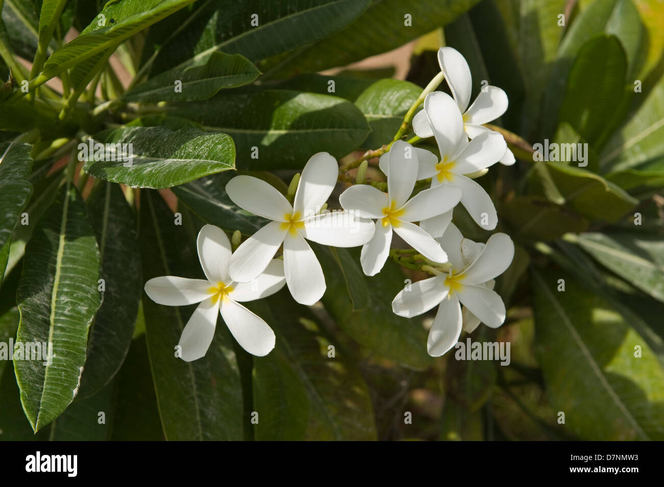 Weiße Plumeria, Plumeria Alba, Blumen und staubigen Blätter, Abu Dhabi Stockfoto