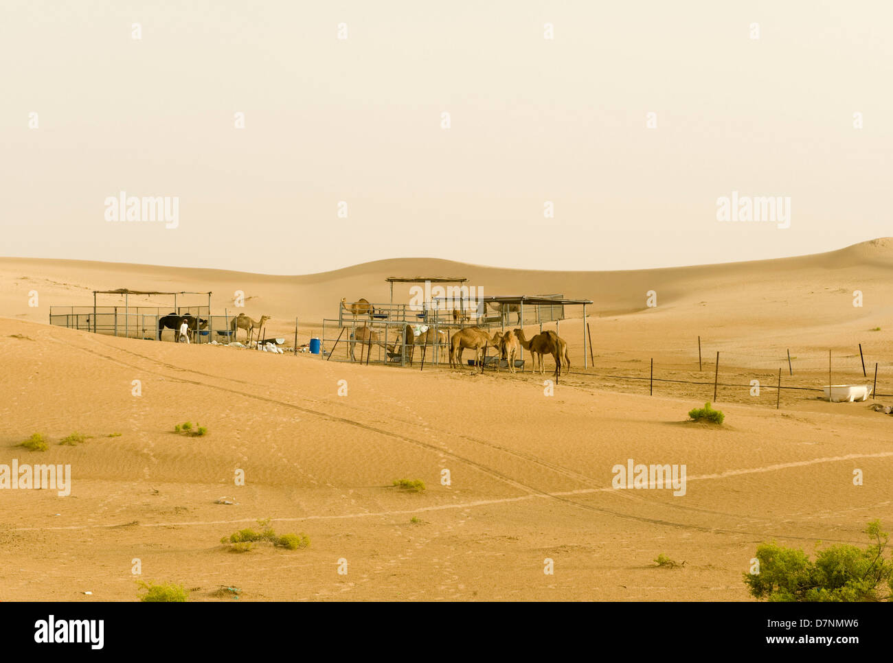 Eine kleine Wüste Kamelfarm für Kamele Dromedar in Abu Dhabi Stockfoto