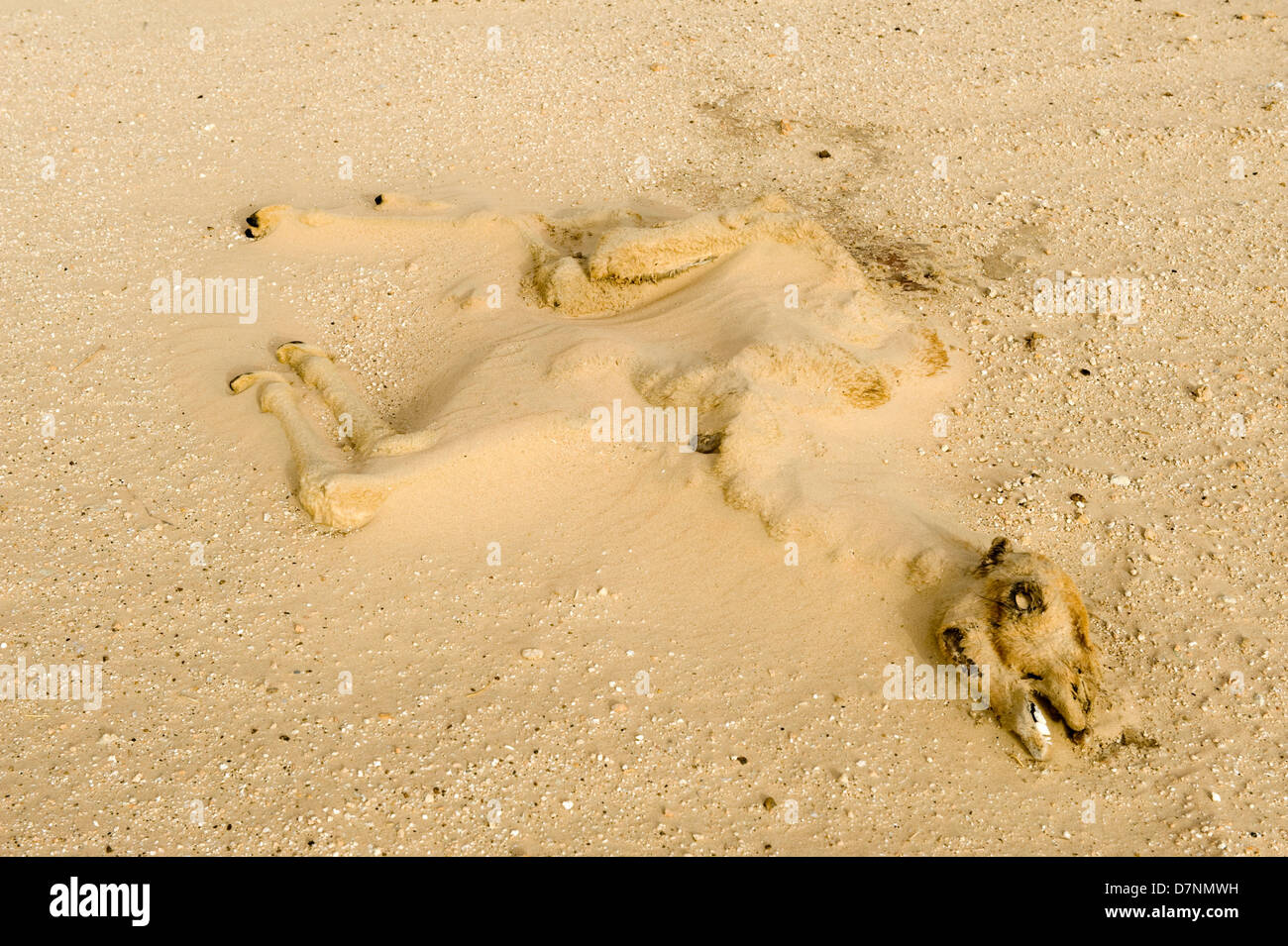 Eine trockene längst tot Kamel Kalb-Karkasse, die Hälfte von Sand in der Wüste Abu Dhabi begraben Stockfoto