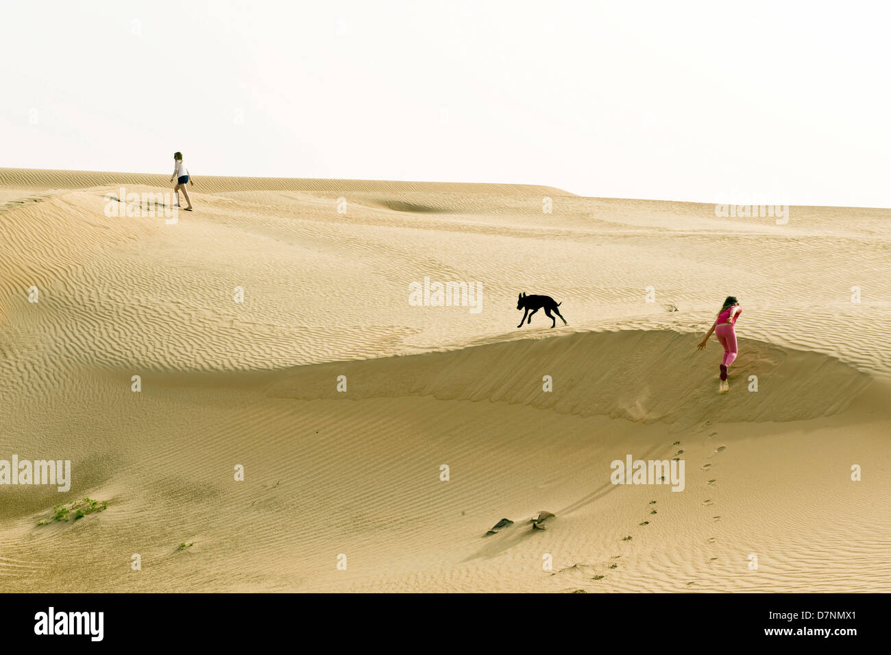 Eine typische "Wüste Hund", ein schwarzer Saluki überqueren und die Kinder spielen auf Sanddünen in der Wüste, Abu Dhabi Stockfoto