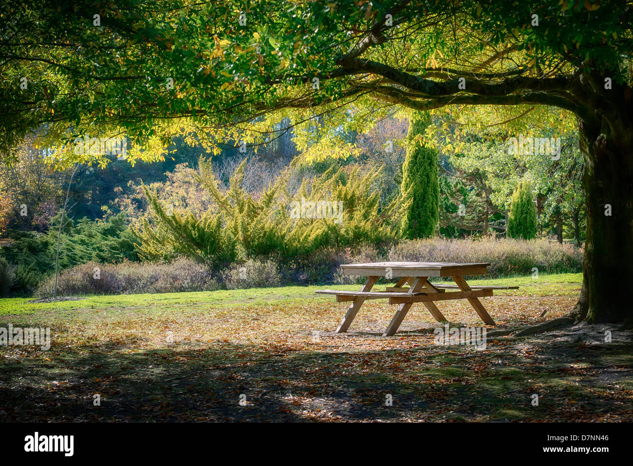 Herbstlaub am hohen Mt als europäische Bäume beginnen Farbwechsel inmitten der immergrünen Vegetation. Stockfoto