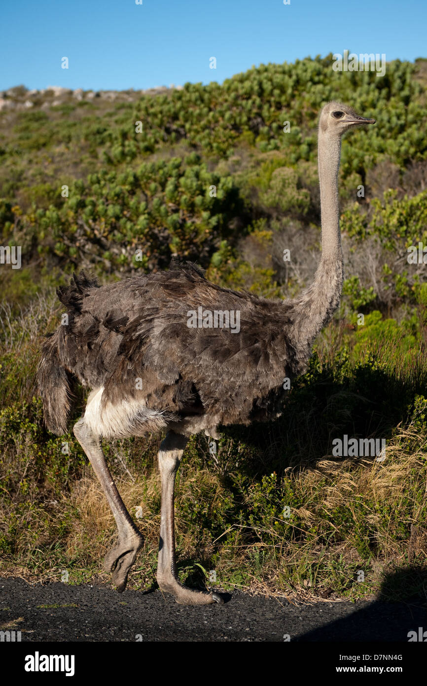 Strauß, Struthio Camelus, Cape of Good Hope Nature Reserve, Kap-Halbinsel, Südafrika Stockfoto
