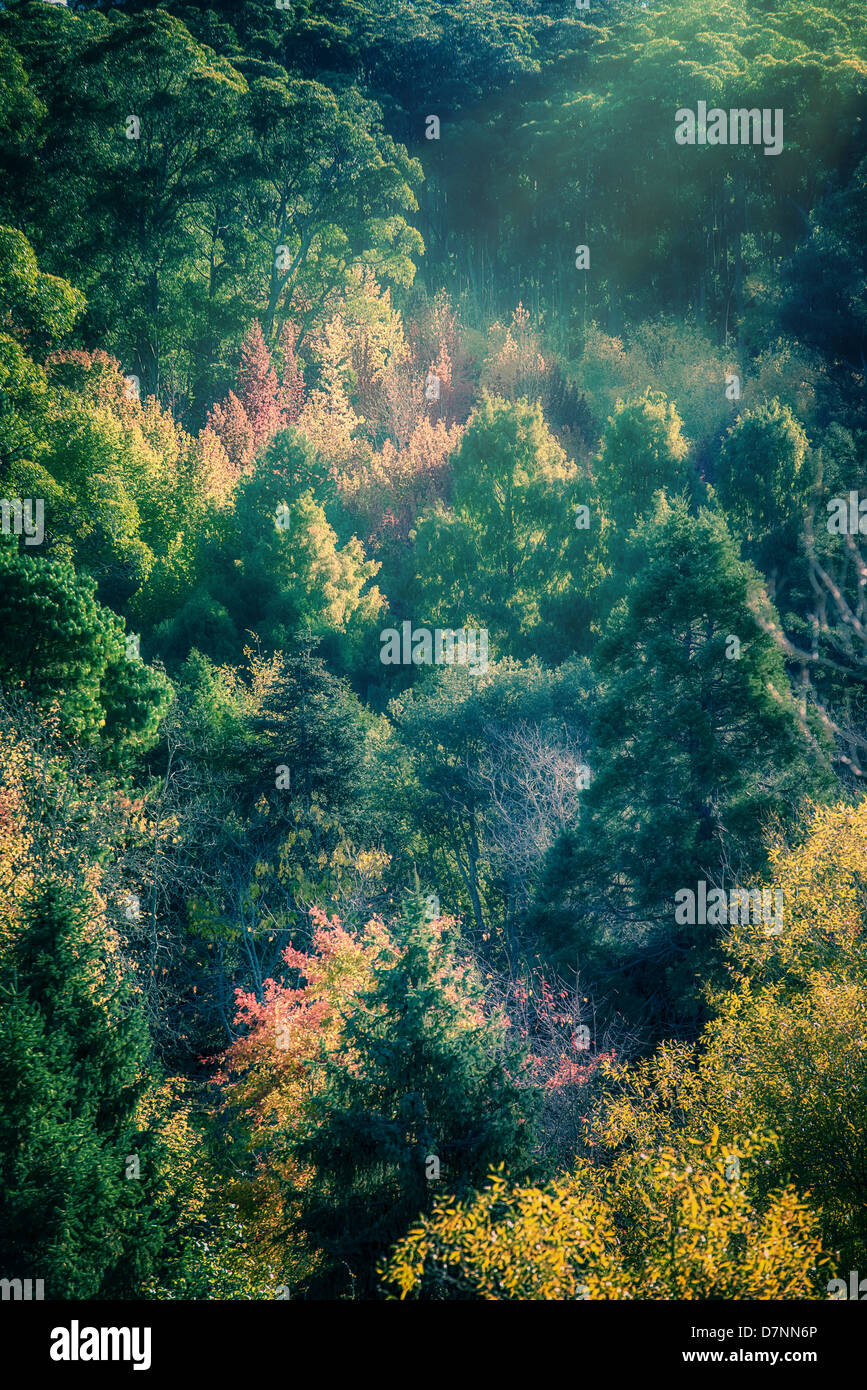 Herbstlaub am hohen Mt als europäische Bäume beginnen Farbwechsel inmitten der immergrünen Vegetation. Stockfoto