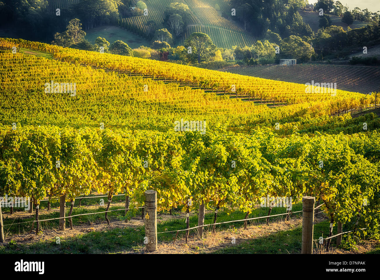 Der Herbst bringt eine goldene Berührung zu den Weinbergen der Adelaide Hills Wein Region. Stockfoto