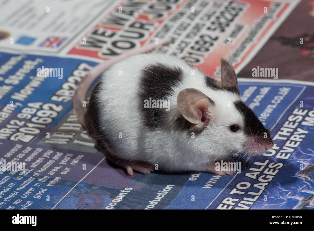 Inländische Pet schwarz / weiß oder Pied Maus (Mus Musculus). Stockfoto