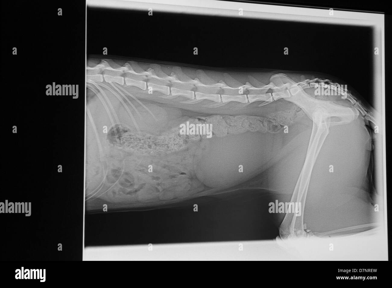 Detail des Hundes auf Röntgenstrahlen Foto auf dem Bildschirm Stockfoto
