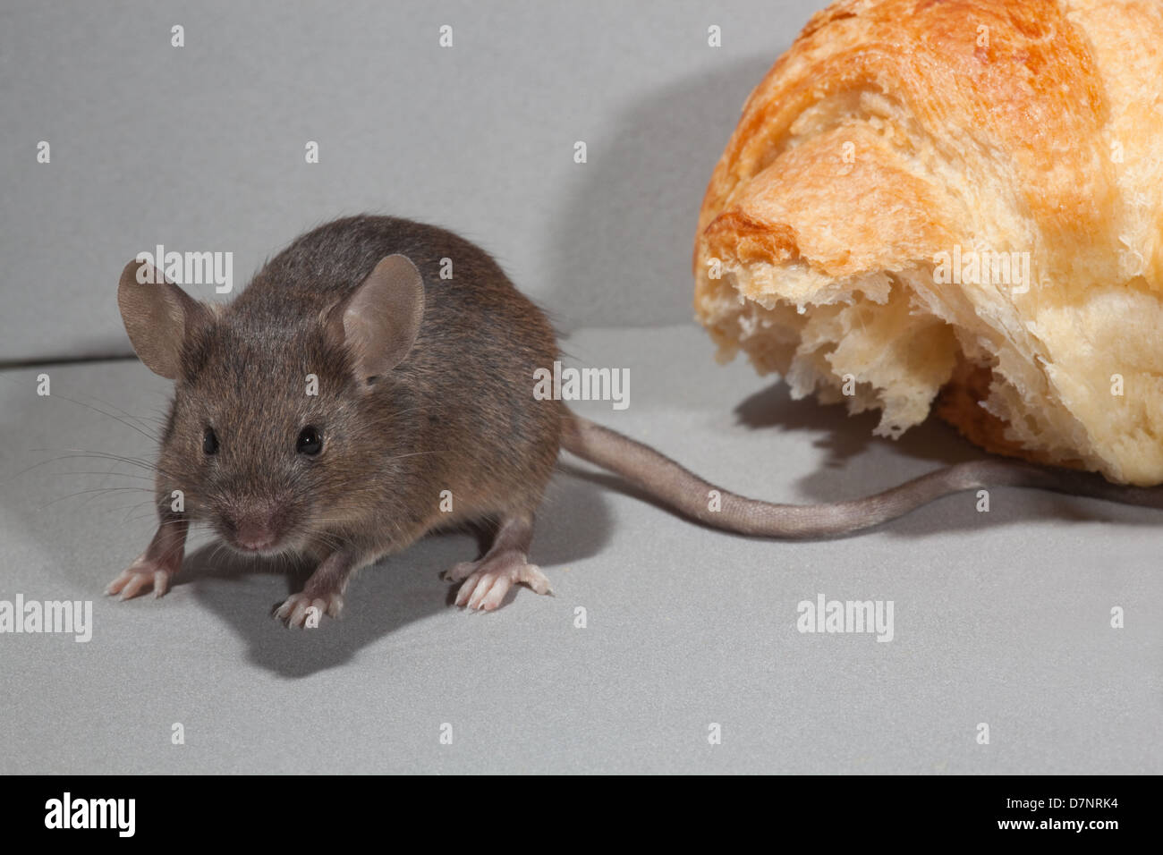 Hausmaus Mus musculus Stockfoto