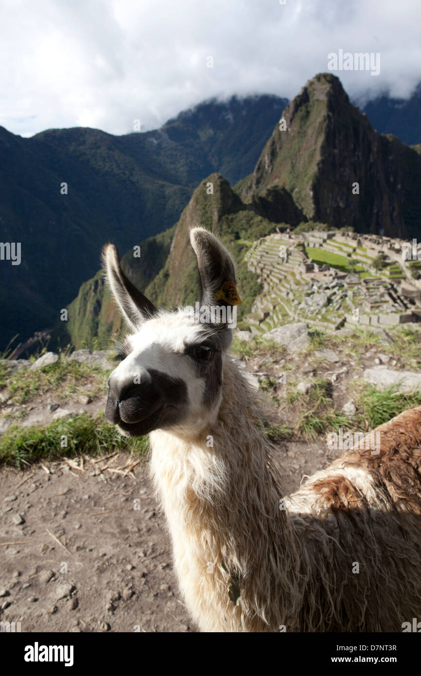 Machu Picchu mit Lamas im Vordergrund Stockfoto