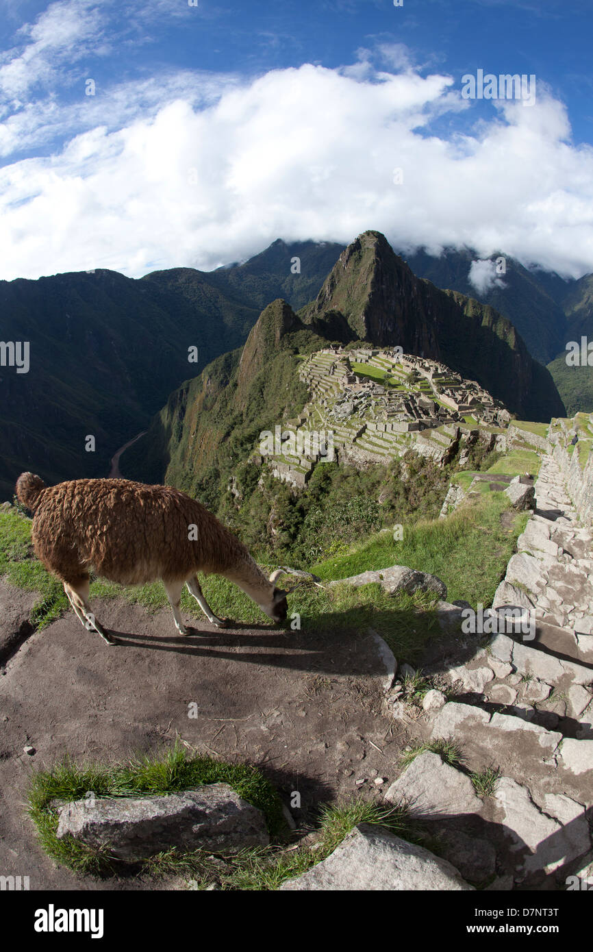 Machu Picchu mit Lamas im Vordergrund Stockfoto