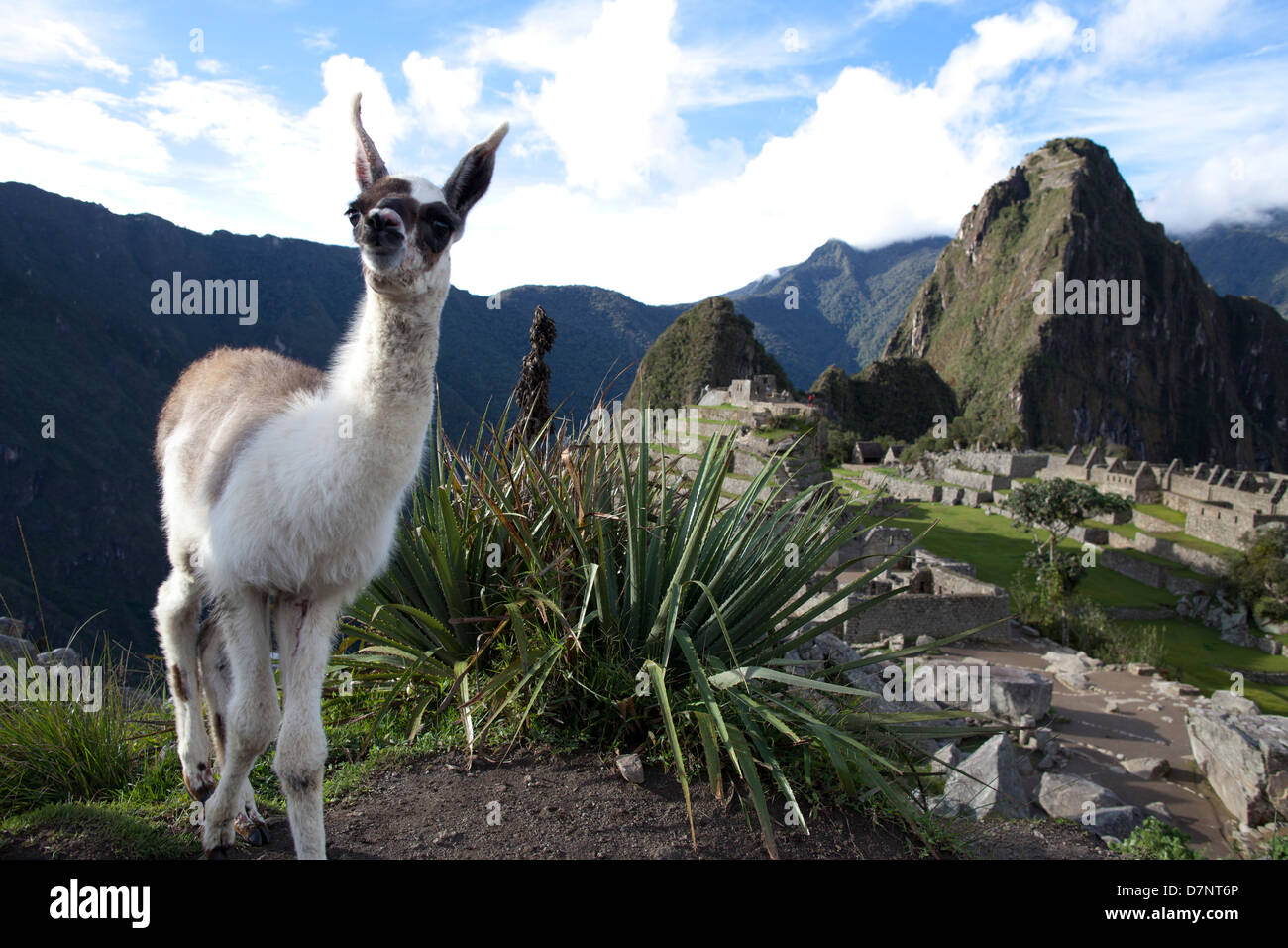Lama mit Machu Picchu im Hintergrund Stockfoto