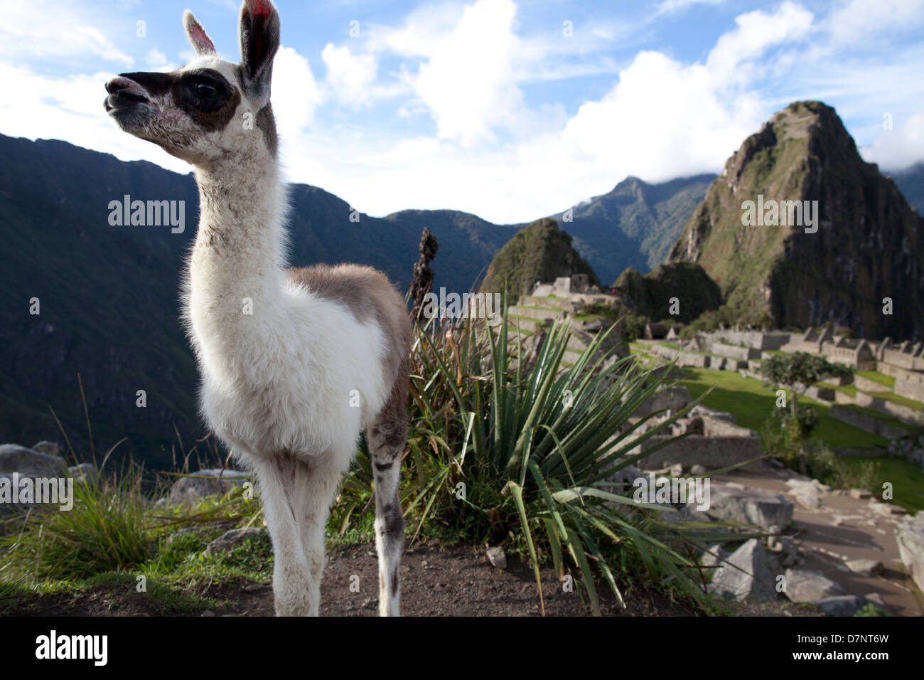 Lama mit Machu Picchu im Hintergrund Stockfoto