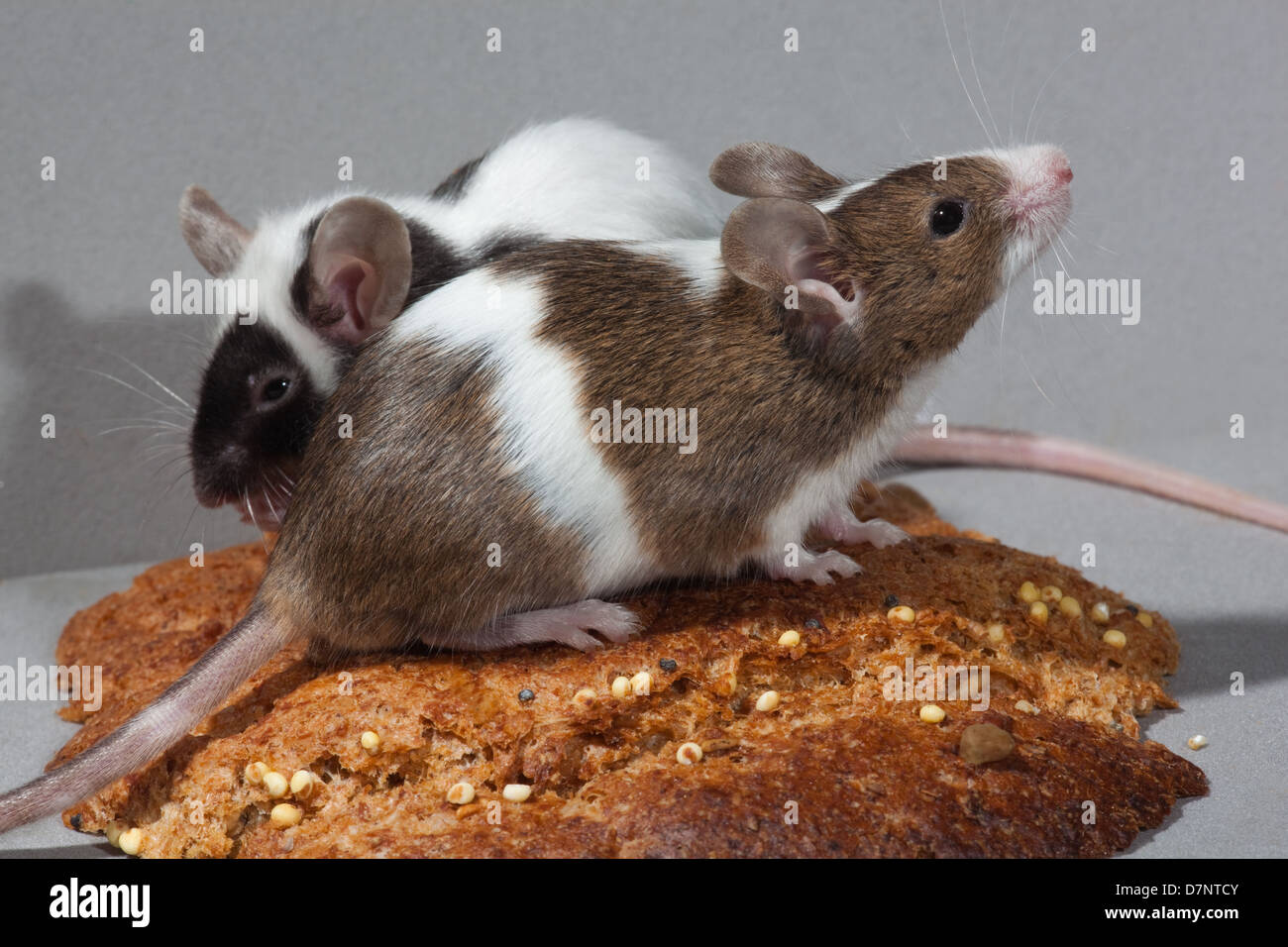 Zahmen Haustier Mäuse. (Mus Musculus). Schecke hinter Skewbal Front. Stockfoto