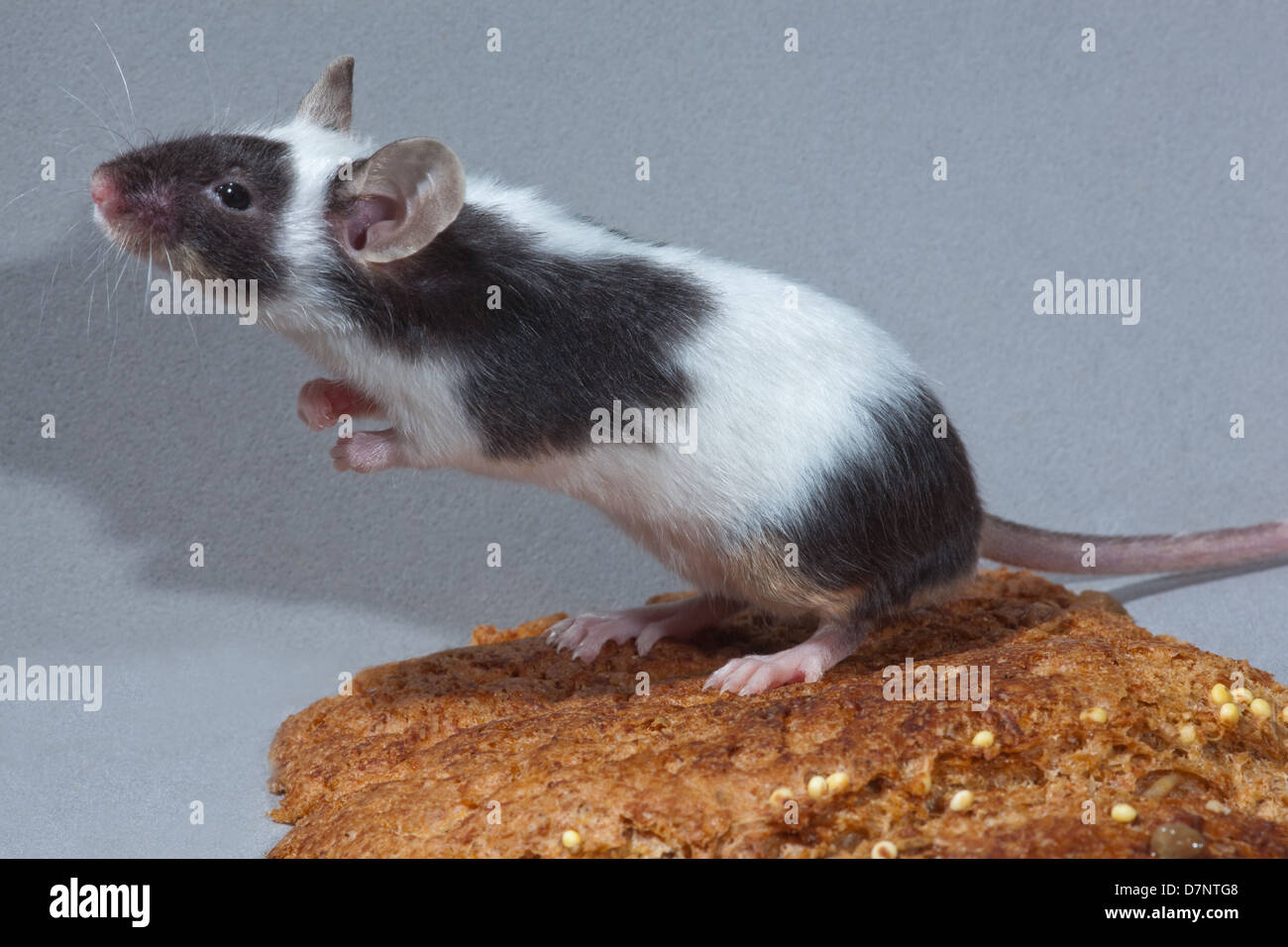 Haustier Fancy Maus (Mus Musculus). Schecke, schwarz und weiß, stehend auf hinteren Beinen, auf ein Stück Brot. Stockfoto