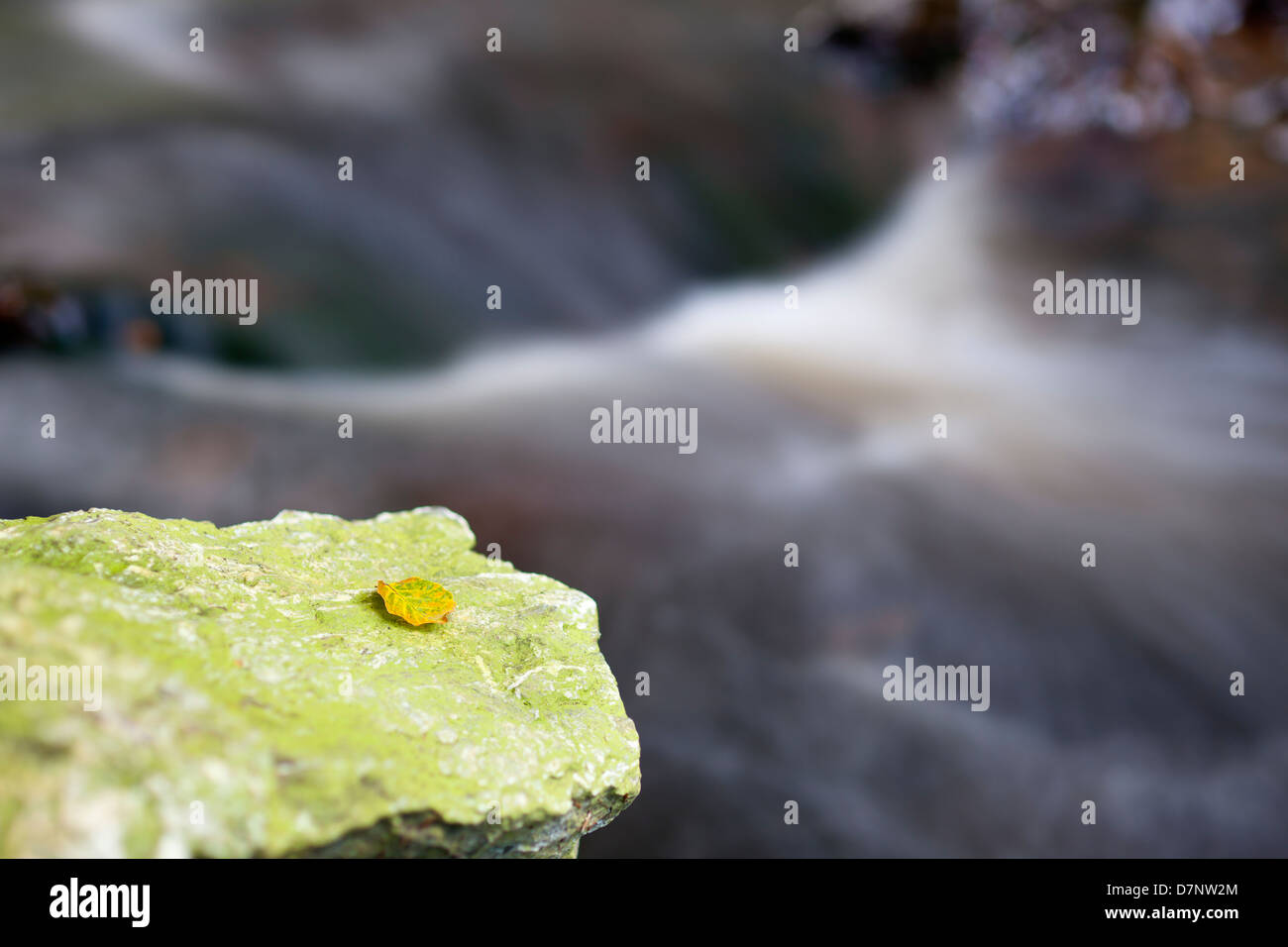Ein Blatt auf einem grünen Felsen neben einem kleinen Fluss im Herbst, Langzeitbelichtung geschossen. Stockfoto