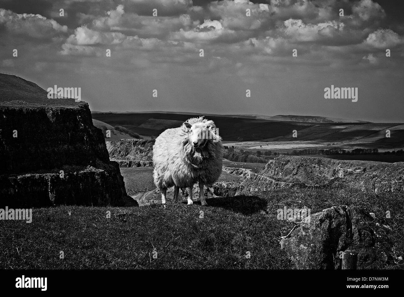 Schafe auf Eldon Hill Steinbruch (stillgelegten) befindet sich in der Peak District National Park in der Grafschaft Derbyshire. Stockfoto