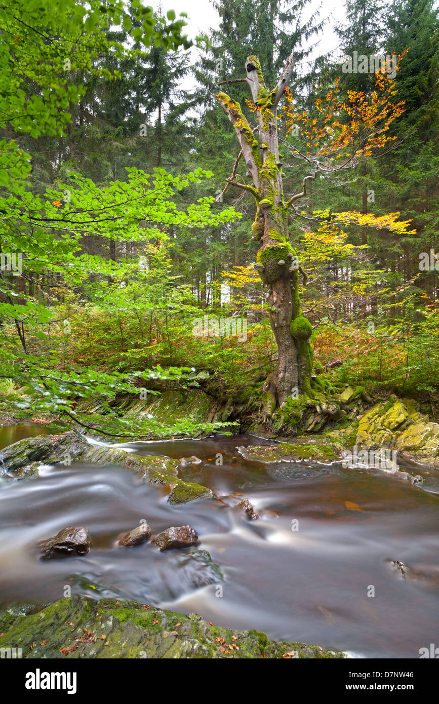 Fluss Hügel und ein Alter Baum in einem Tal, das hohe Venn im Herbst, Langzeitbelichtung geschossen. Stockfoto