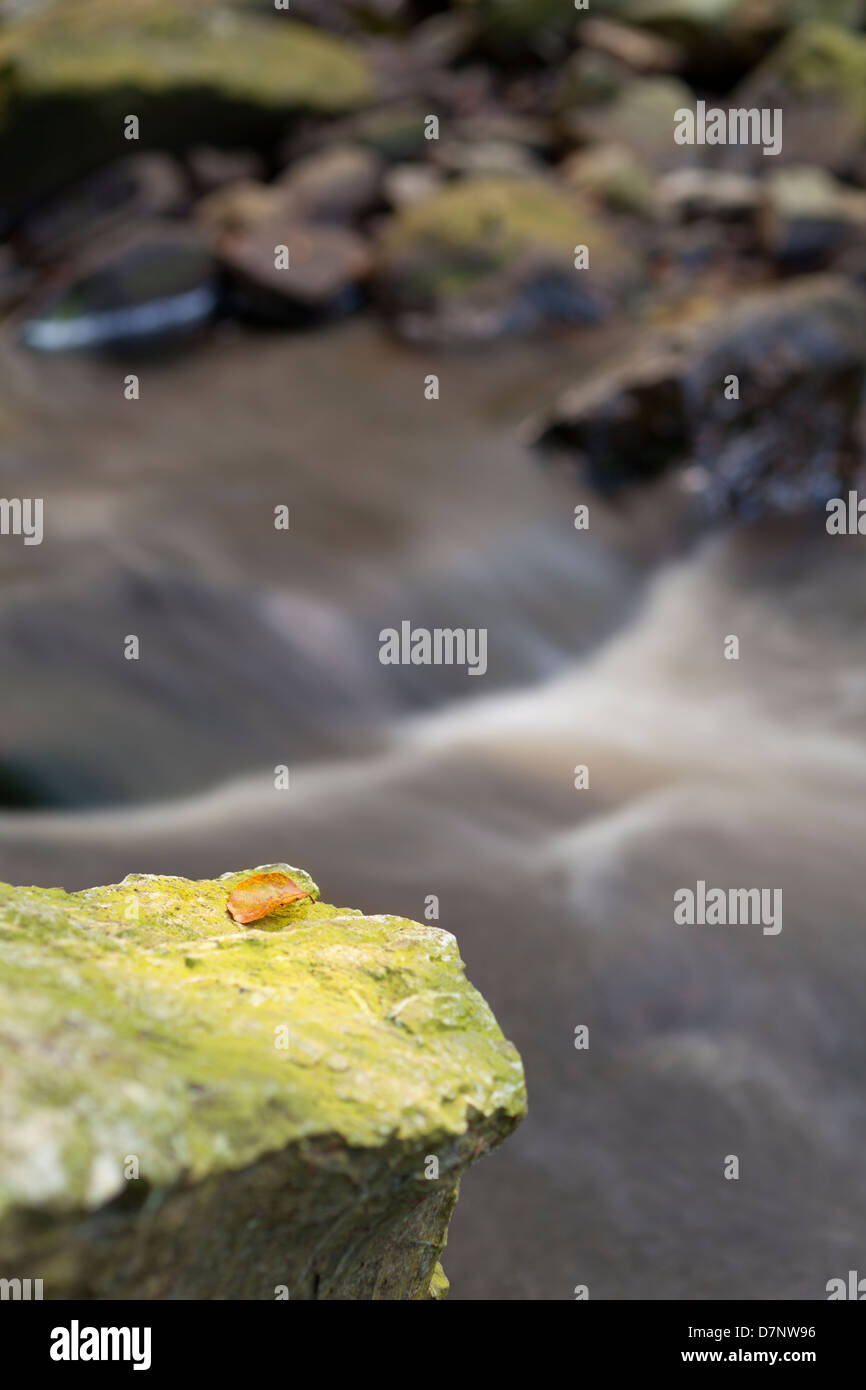 Ein Blatt auf einem grünen Felsen neben einem kleinen Fluss im Herbst, Langzeitbelichtung geschossen. Stockfoto
