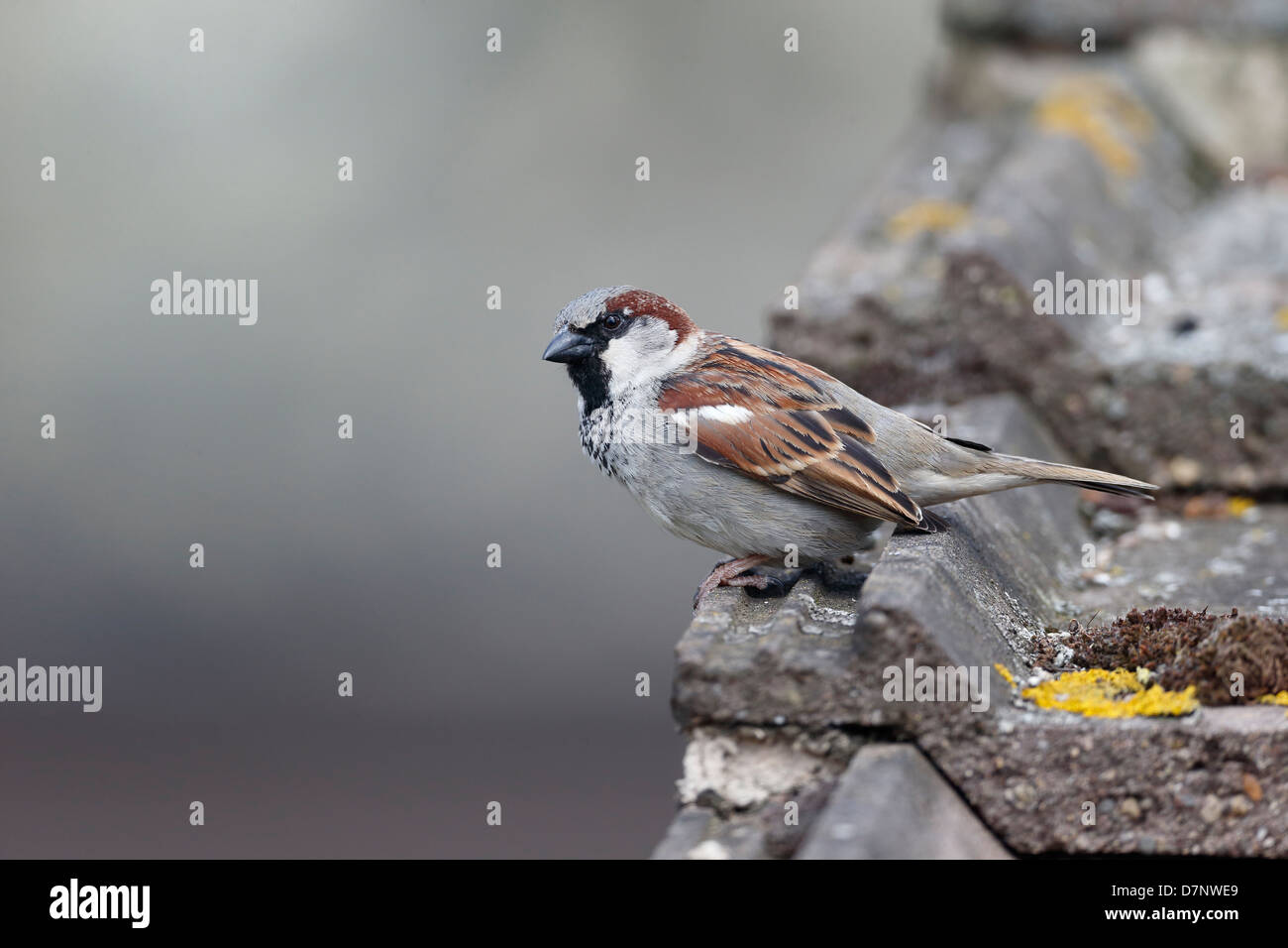 Haussperling, Passer Domesticus, einzelnes Männchen auf Dach, Warwickshire, Mai 2013 Stockfoto