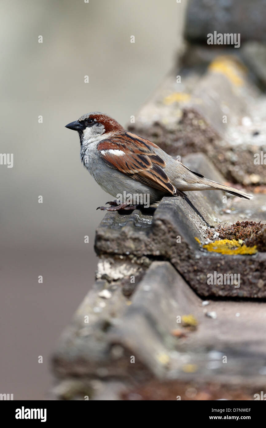 Haussperling, Passer Domesticus, einzelnes Männchen auf Dach, Warwickshire, Mai 2013 Stockfoto