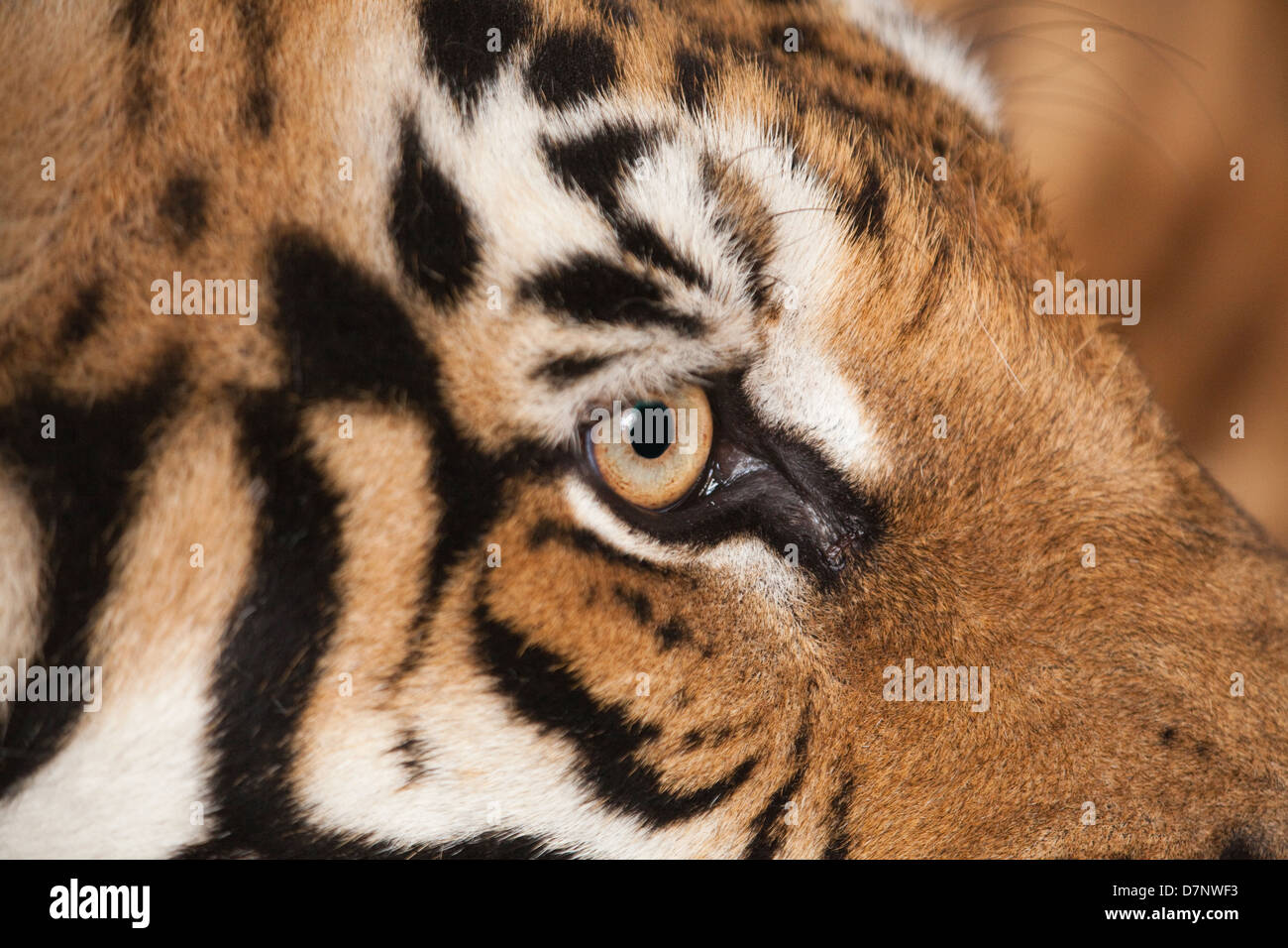 Bengal-Tiger (Panthera Tigris Tigris). Nahaufnahme des rechten Auges). Stockfoto