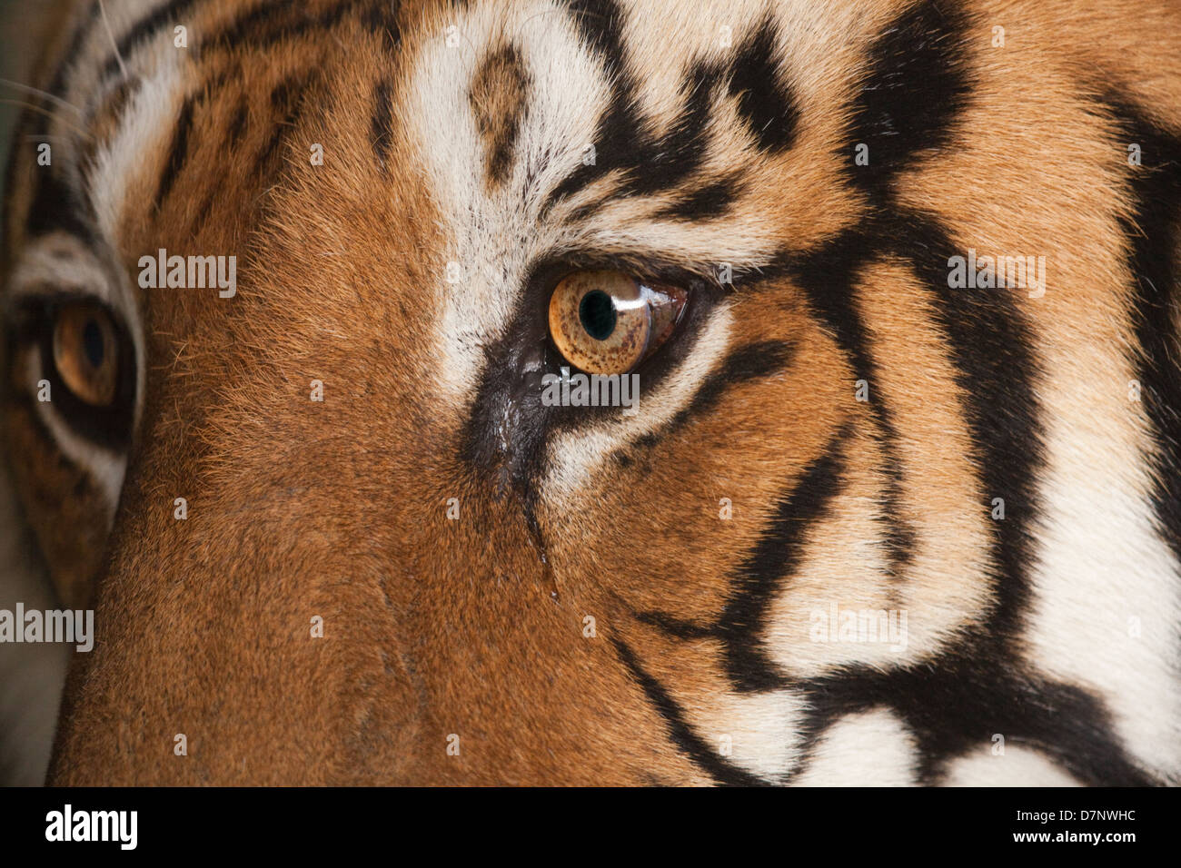 Royal Bengal Tiger (Panthera Tigris Tigris). Close-up Kopf Details. Linkes Auge und den umliegenden Gesicht Markierungen. Stockfoto