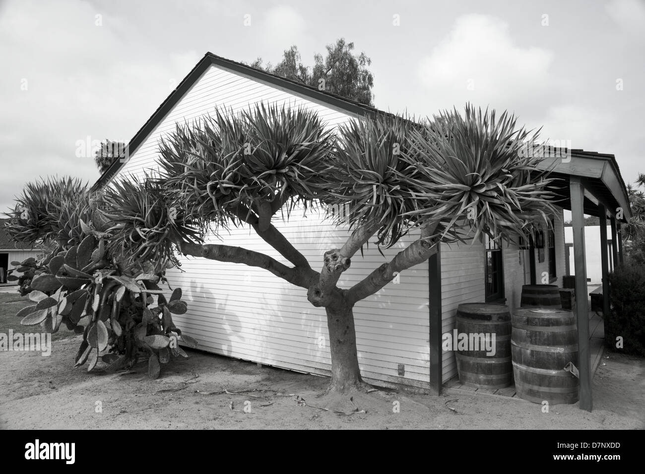 B&W Bild von einem Donnerschlag Board Haus und einer Veranda mit einem großen Kaktus Baum im Hof Stockfoto